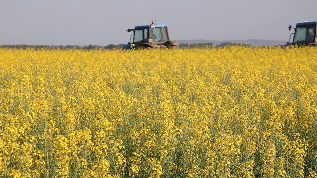 Yellow oilseed rape flowers and tractors in the field