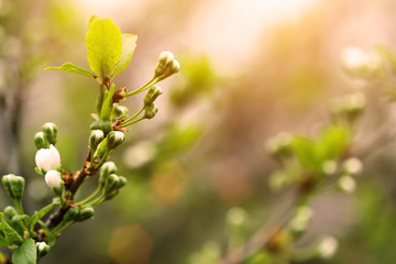 flowering apricot twigs in spring morning