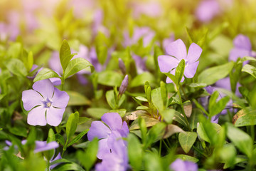spring blue flowers at sunset