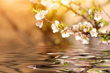 Obrazy na Szkle  gałąź wiśni nad wodą