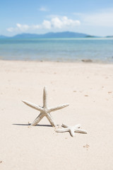 Starfish standing on the beach