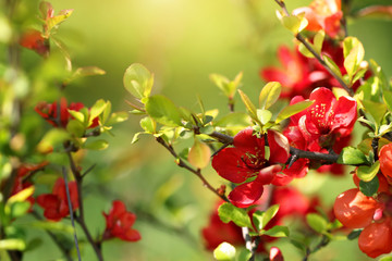 branches with red flowers