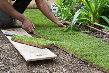 Pose de pelouse en plaque ou en rouleau dans un jardin, entretien du gazon, jardinage au printemps
