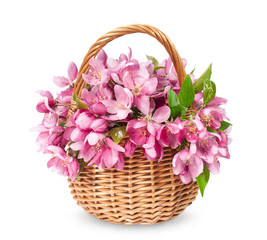 basket with blooming apples