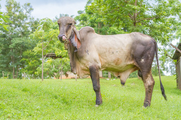 Thai bull