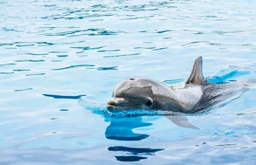 Fototapete Rund Delphin im Delphinarium © Mirko Vitali
