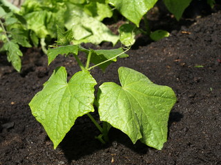 Cucumber plant
