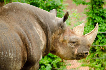 Black rhinoceros