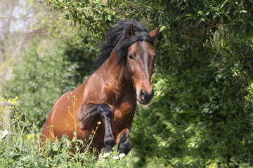 spanischer junghengst beim sprung