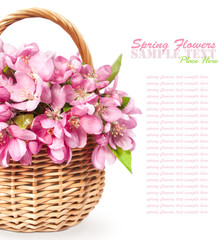 Obraz premium basket with pink spring flowers