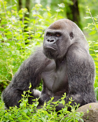 Naklejka premium Lowland gorilla