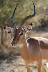 Profil d'impala