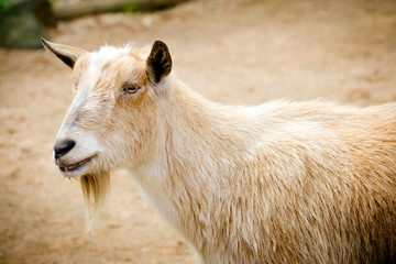 Fototapeta premium Portrait of billy goat on farm