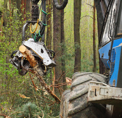 The harvester working in a forest.