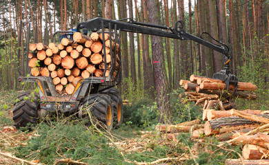 The harvester working in a forest.