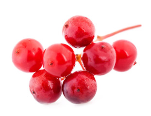 Sweet viburnum berry isolated on white background, closeup