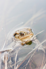 Frog in water