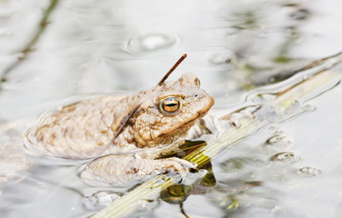 Frog in water