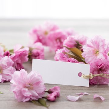 Cherry blossoms and white card