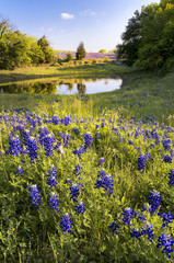 Bluebonnets in Front of a Pond