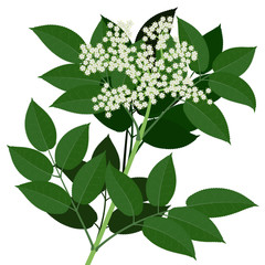 Elderflower branch  with leaves isolated on white background