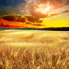 Fototapeta premium yellow field eith sky