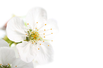 Fototapeta na wymiar Cherry flowers on white