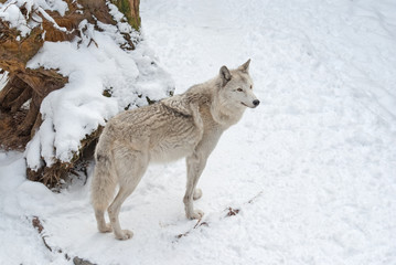 Fototapeta premium Tundra wolf (Canis lupus arctos) on the snow