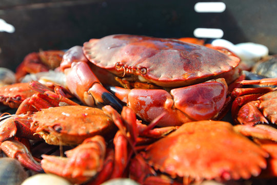 crabs shrimps on charcoal grill