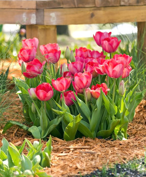 Bush Tulip In A Spring Garden