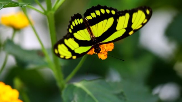 Philaethria dido