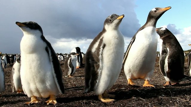 Curios Gentoo baby penguins