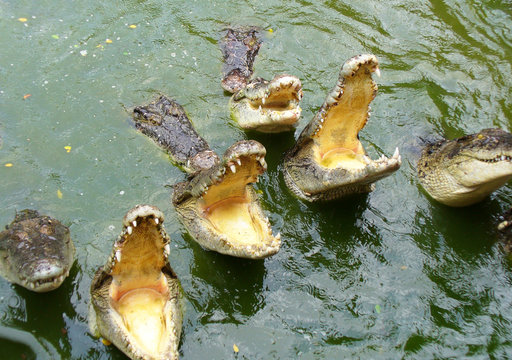 Many Hungry Crocodiles With Open Mouth In The Water.