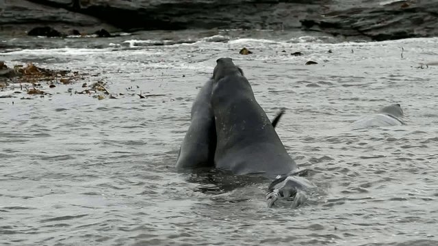 Sea lions fighting