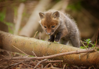 Very young fox cub out exploring