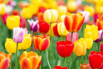 Photo sur Aluminium Tulipe Tulipes colorées