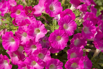 Spring flowers