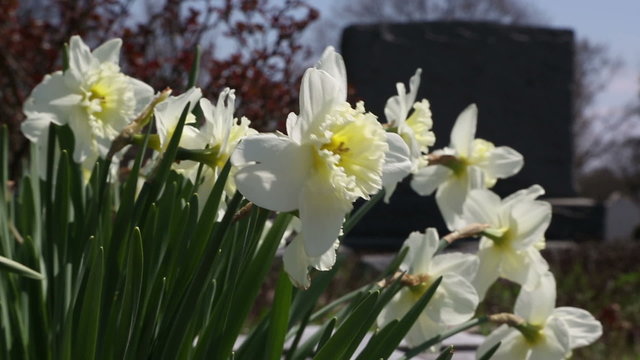 Beautiful daffodils by a cemetery gravestone