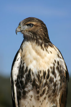Azor