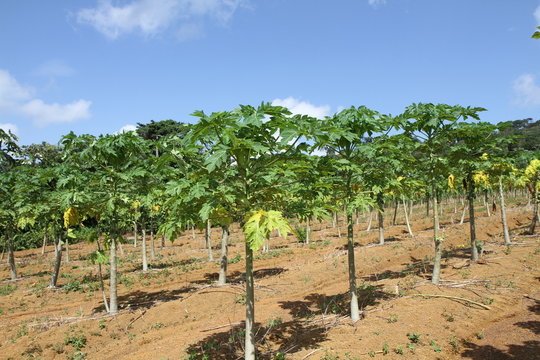 Champ de papayers
