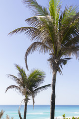 Obraz na płótnie Canvas Coconut palms