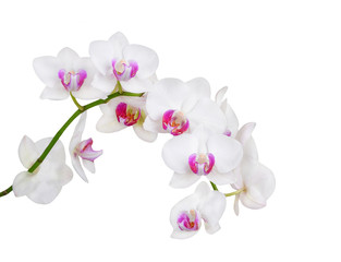 Fresh orchid flower, isolated on white background