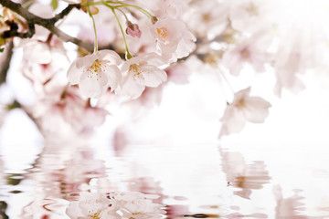 flowers and reflection over white