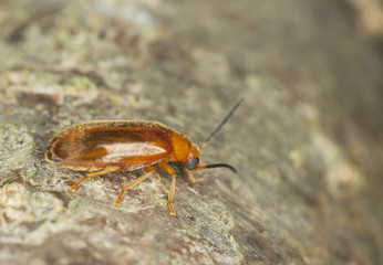 Conopalpus testaceus, extreme close-up