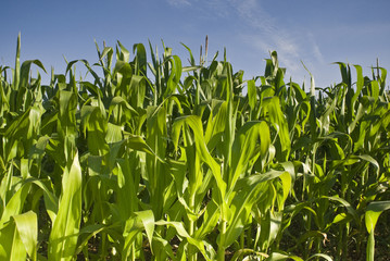 Fresh green corn crops © travelwitness