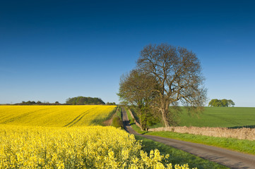 Oilseed Rape, Canola, Biodiesel Crop