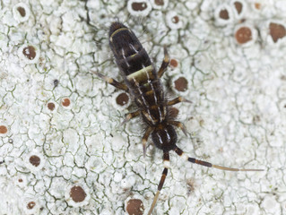Springtail (Collembola) sitting on wood, extreme close-up