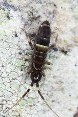 Sminthuridae springtail on wood, extreme close-up