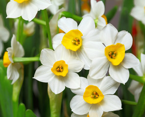 narcissus flower © leungchopan