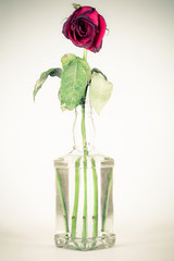 vintage bottle with a wilted rose